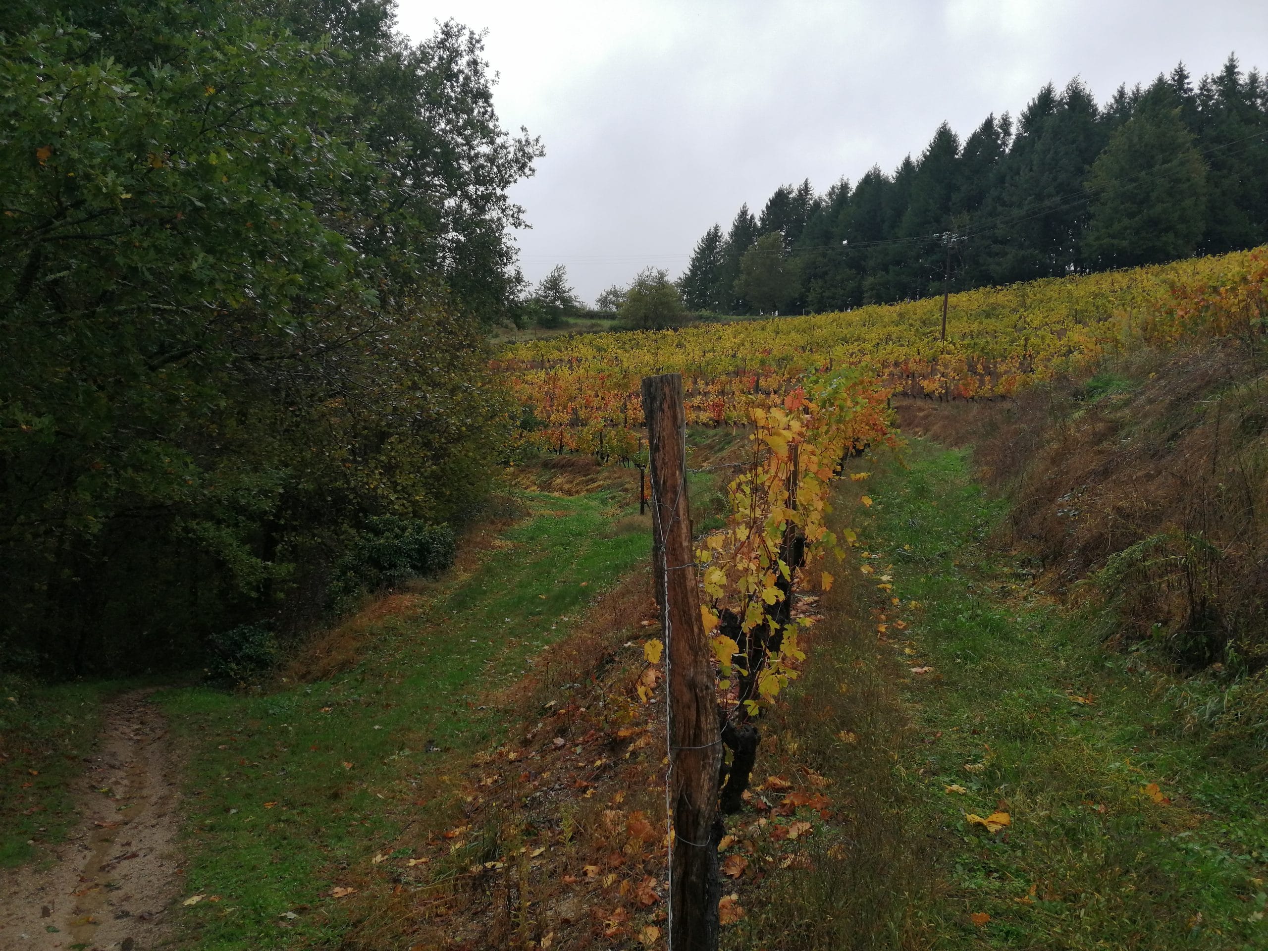 Parcours Entraygues Trail d'Aqui est l'espace trail de la Communauté de Communes Comtal Lot Truyère. 21 parcours (Bessuéjouls, Bozouls, Campuac, Coubisou, Entraygues, Espalion, Espeyrac, Estaing, Gabriac, Golinhac, La Loubière, Lassouts, Le Cayrol, Le Fel, Le Nayrac, Montrozier, Rodelle, Saint-Côme-d’Olt, Saint-Hippolyte, Sébrazac, Villecomtal) et 2 parcours demi-kilomètre vertical permettent de découvrir plus de 500 kilomètres de chemins et monotraces.